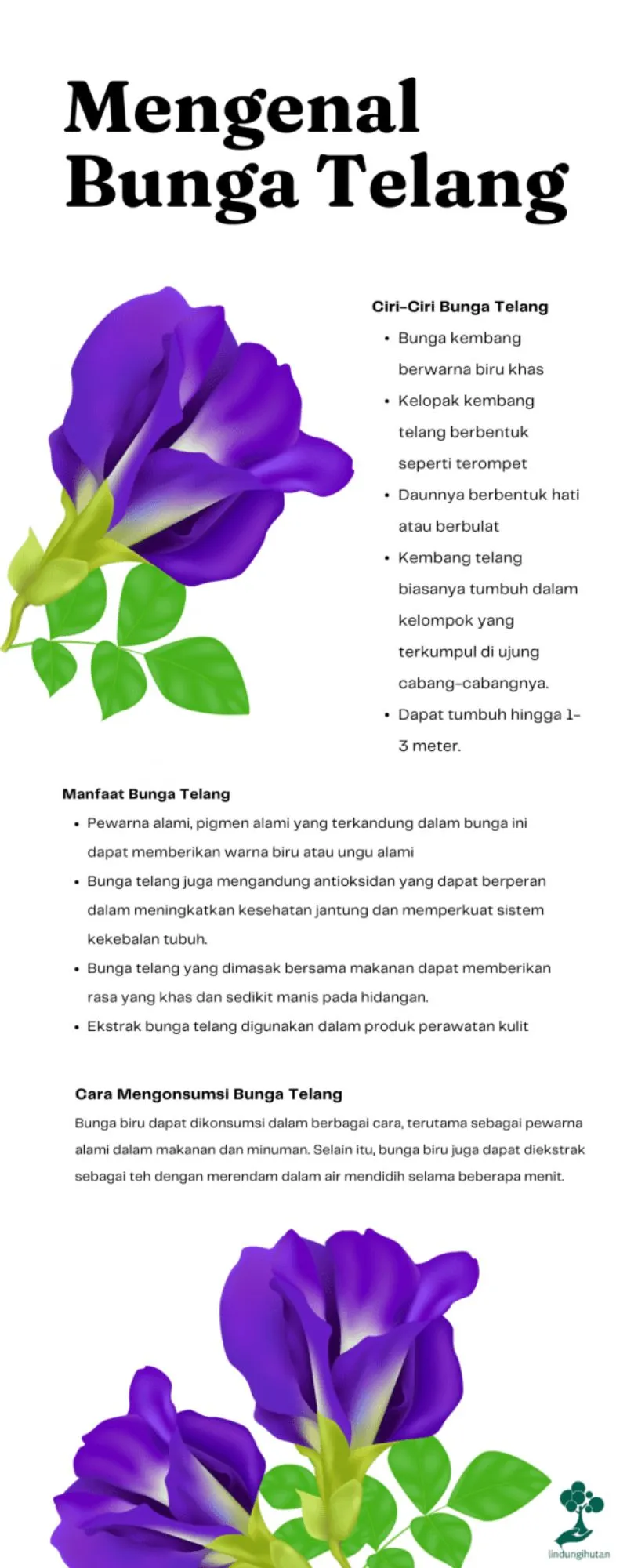 Manfaat dan Keunikan Teh Bunga Telang untuk Kesehatan